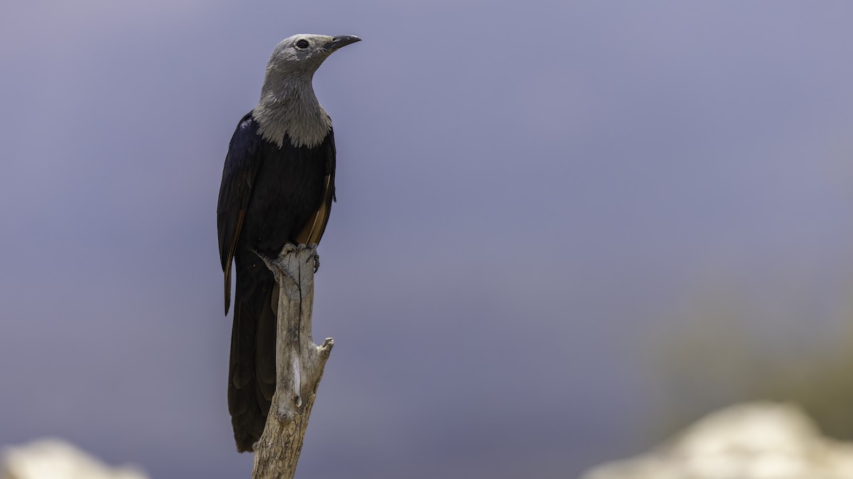 Somali Starling - ML635971062