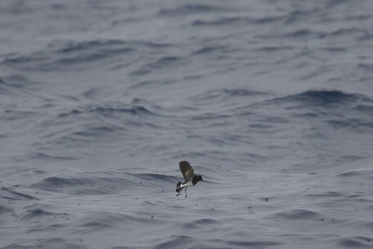 Black-bellied Storm-Petrel - Patrick Reed