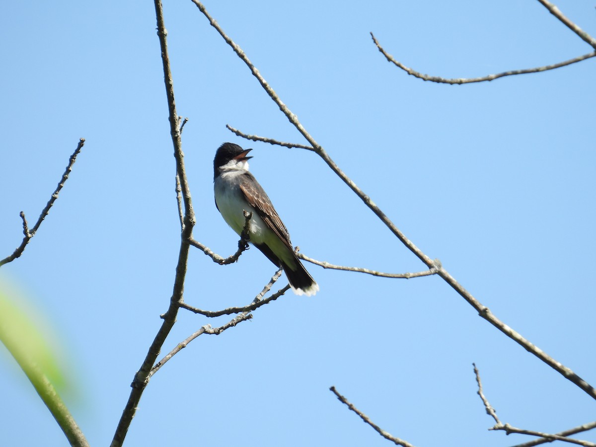 Eastern Kingbird - ML635971217