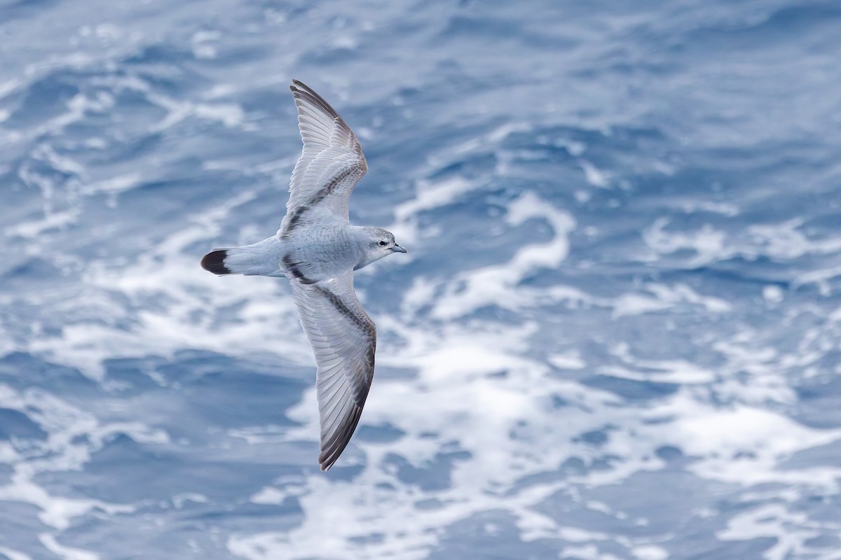 Fulmar Prion - ML635971323