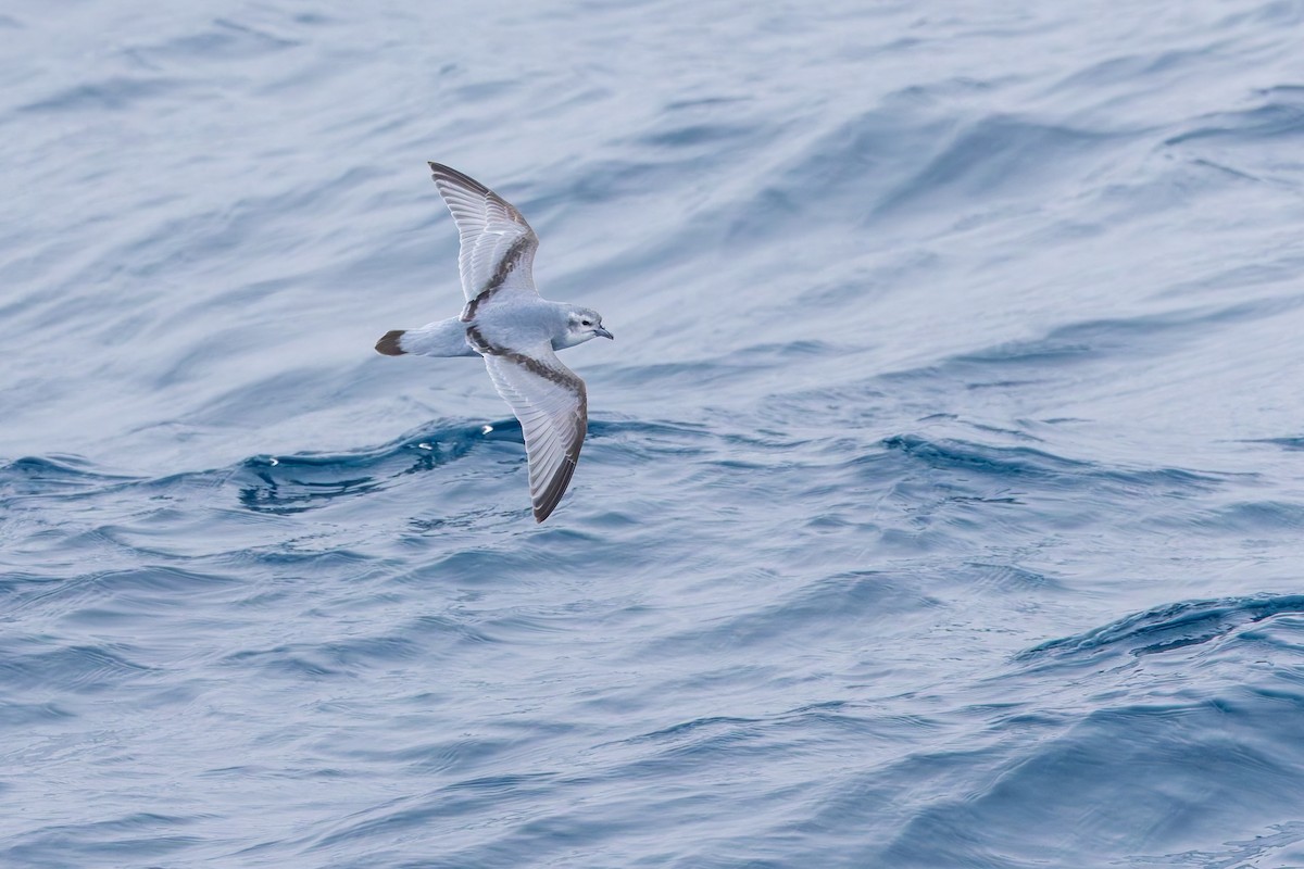 Fulmar Prion - ML635971334