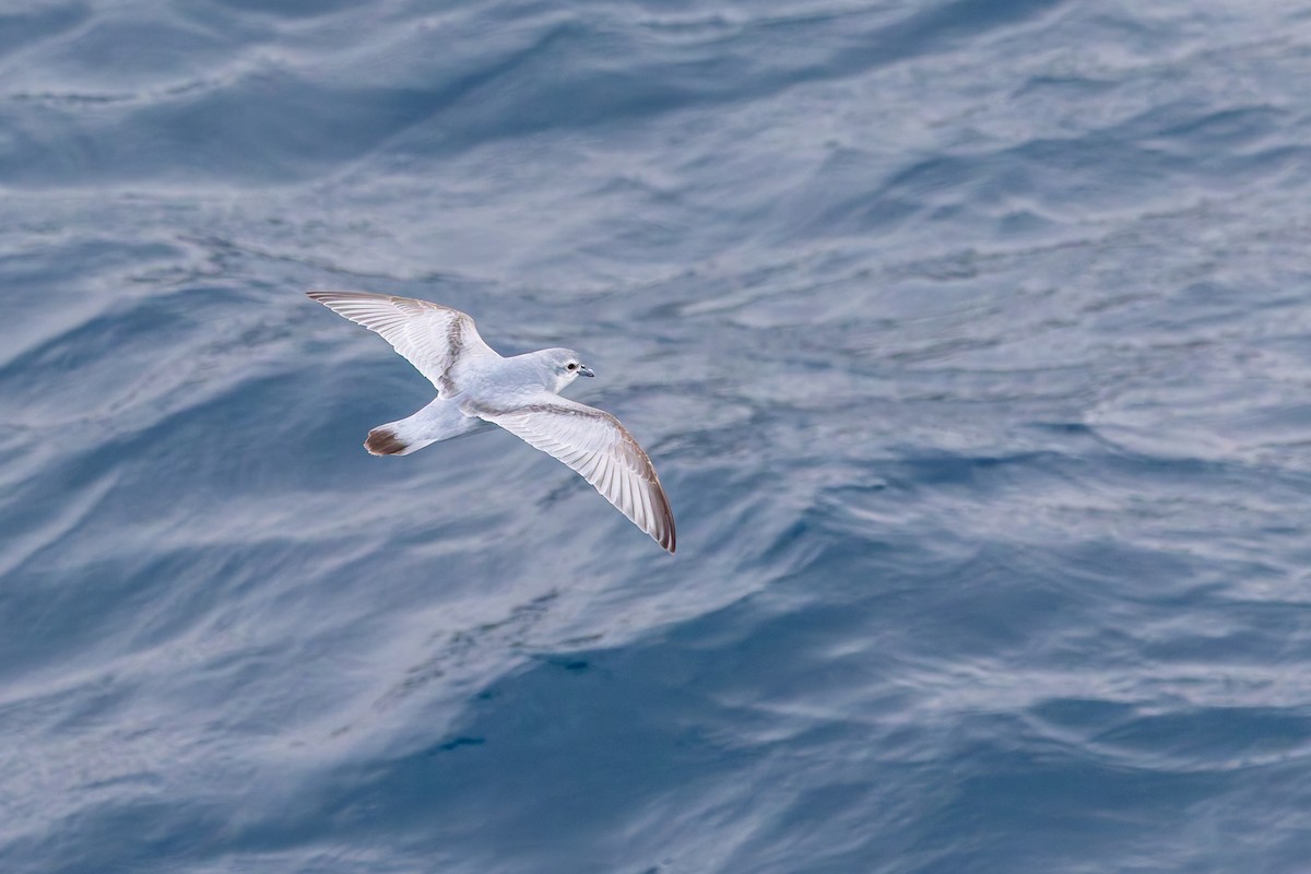 Fulmar Prion - ML635971336