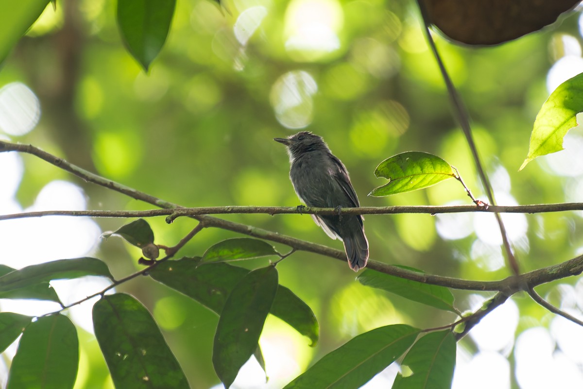 Gray Antwren - ML635971349