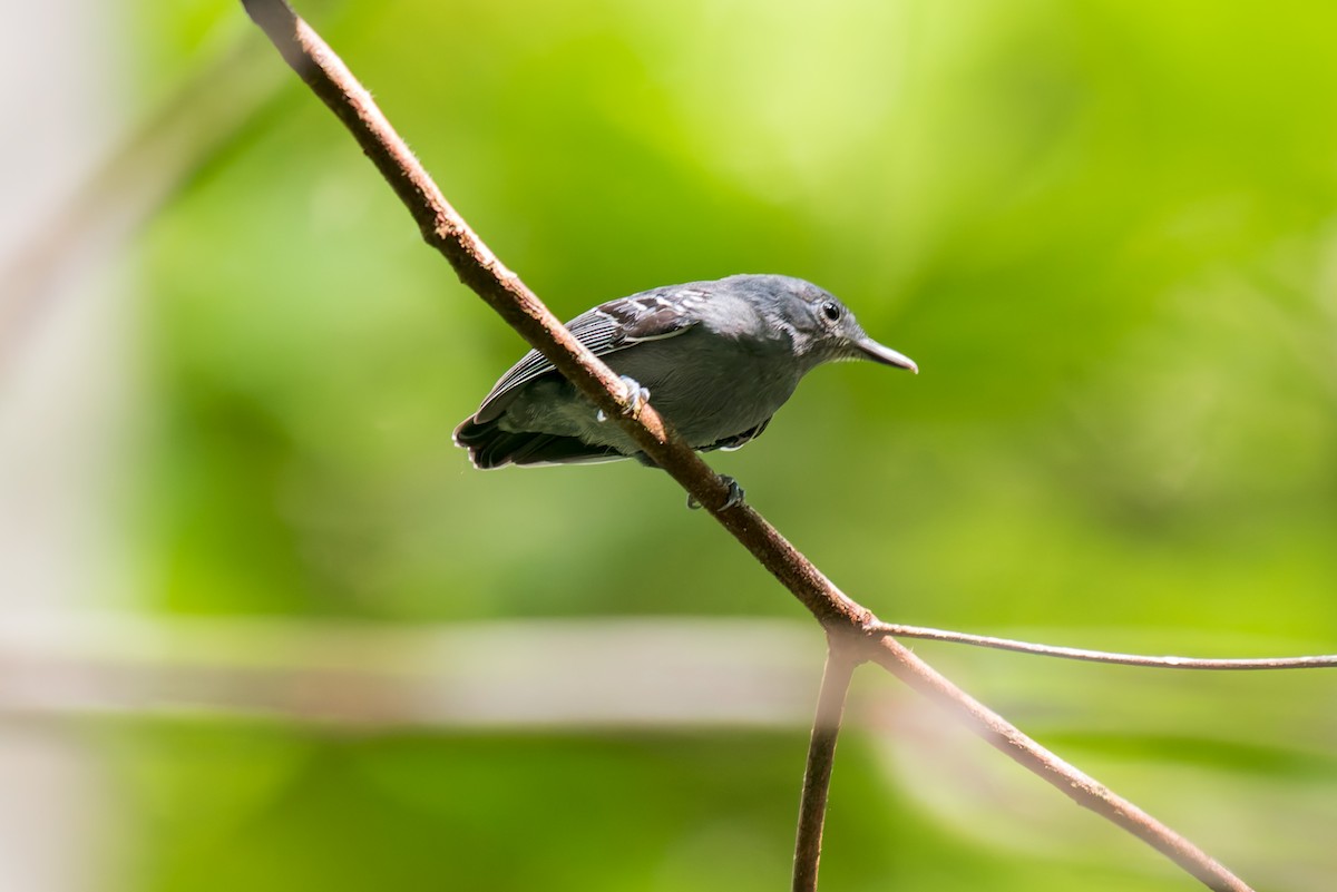 Gray Antwren - ML635971350