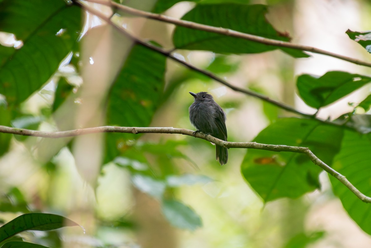 Gray Antwren - ML635971351