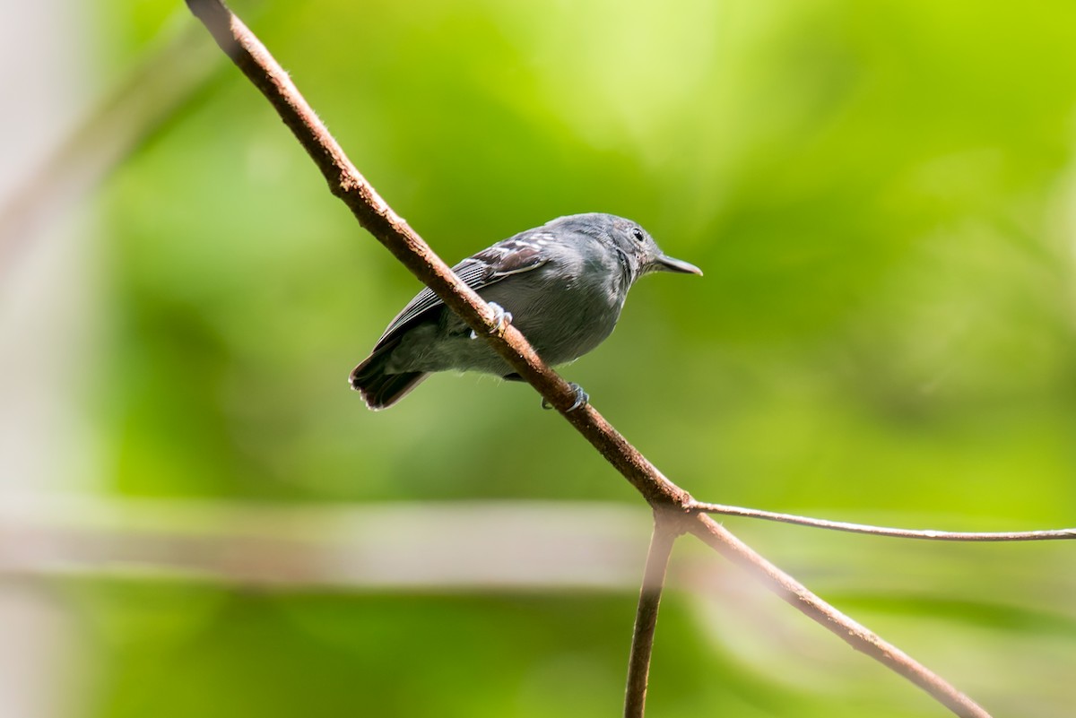 Gray Antwren - ML635971352