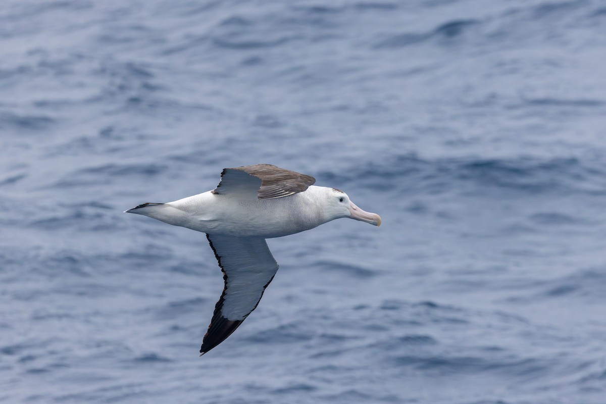 Antipodean Albatross (New Zealand) - ML635971354