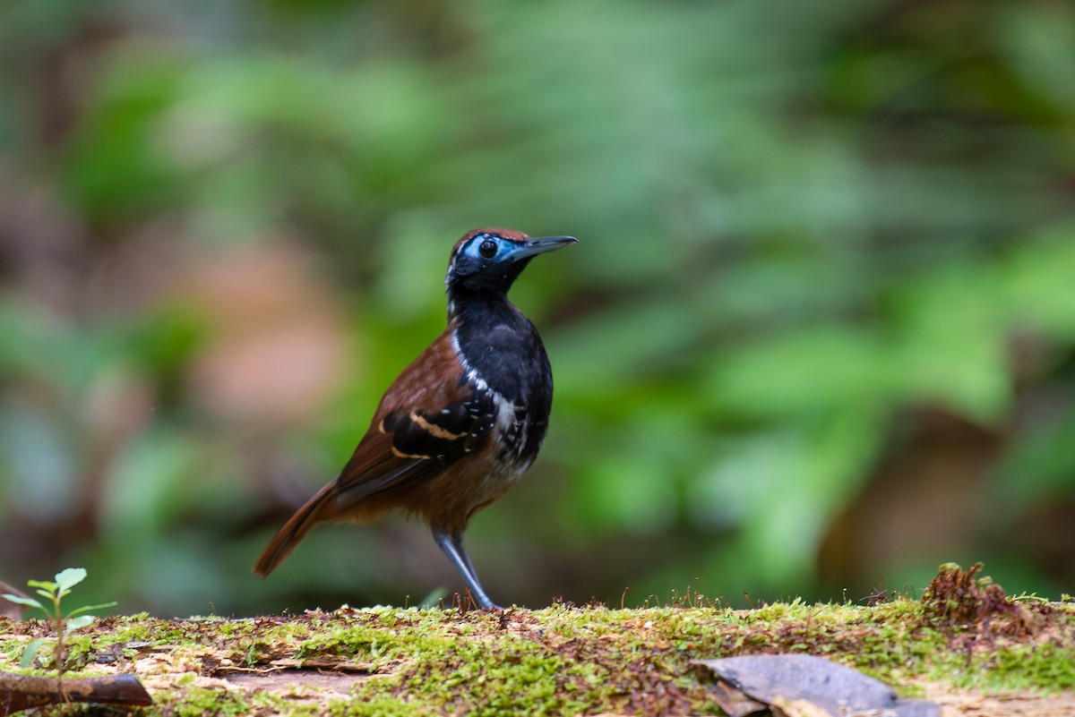 Ferruginous-backed Antbird - ML635971440