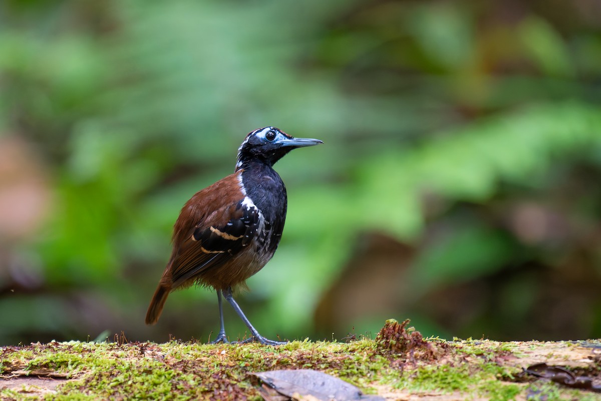 Ferruginous-backed Antbird - ML635971441