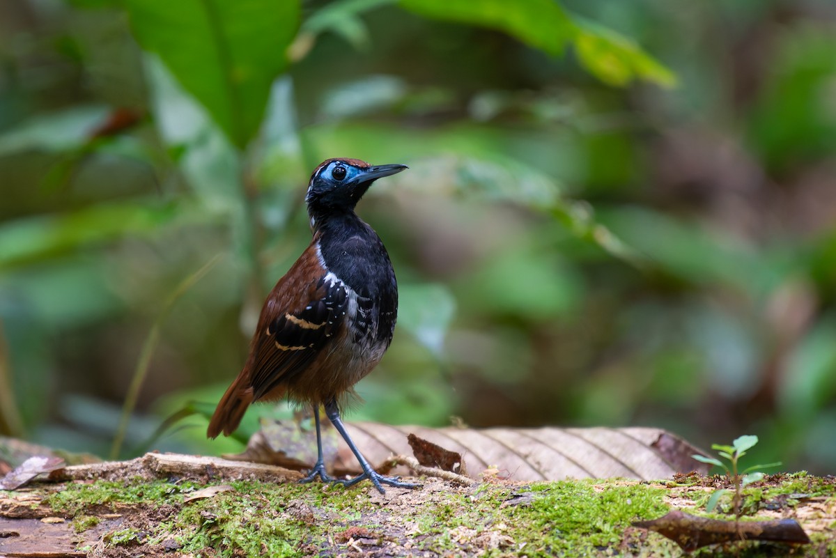 Ferruginous-backed Antbird - ML635971442