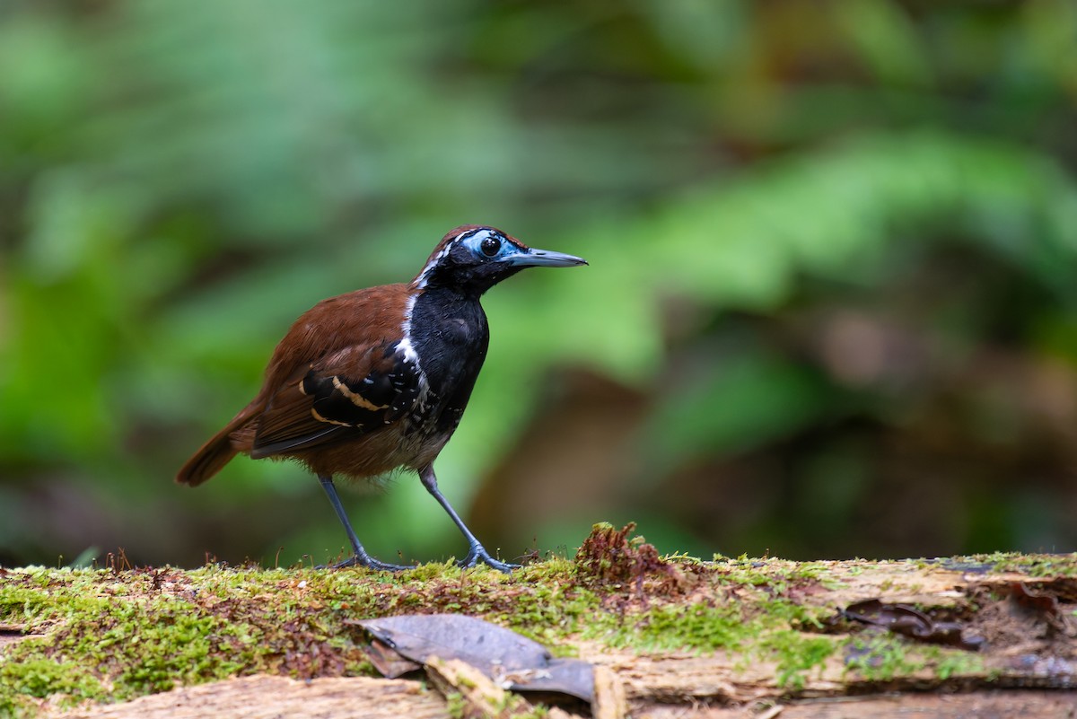 Ferruginous-backed Antbird - ML635971443