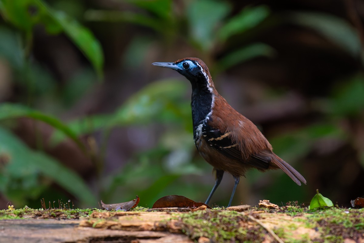 Ferruginous-backed Antbird - ML635971447