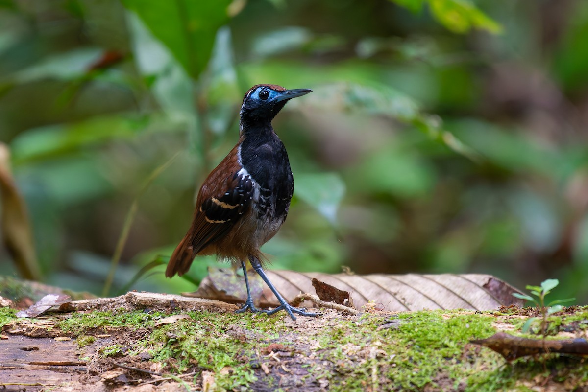 Ferruginous-backed Antbird - ML635971448