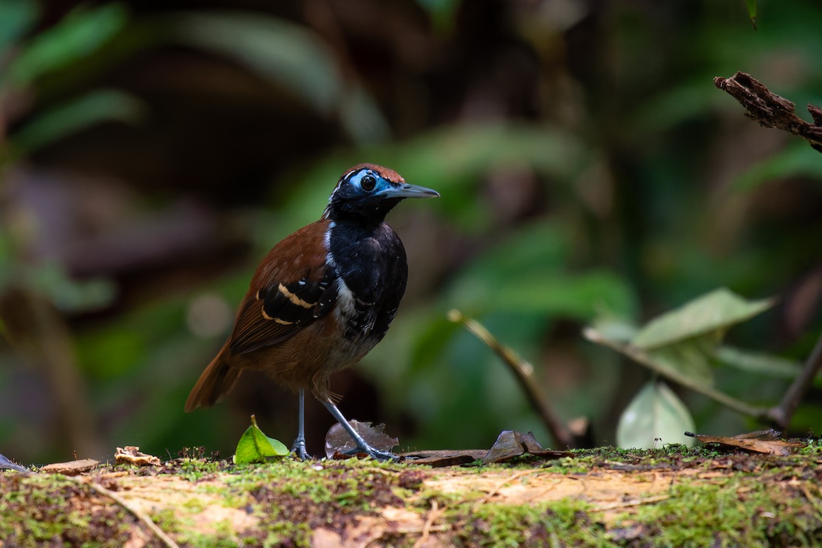 Ferruginous-backed Antbird - ML635971450