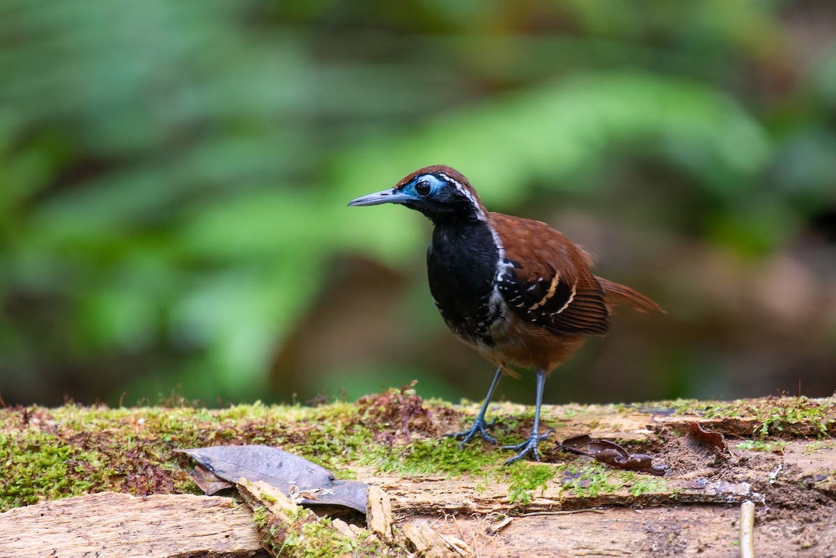 Ferruginous-backed Antbird - ML635971452