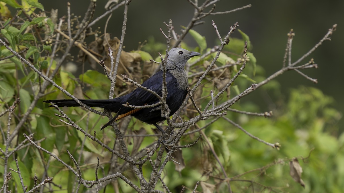 Somali Starling - ML635971468