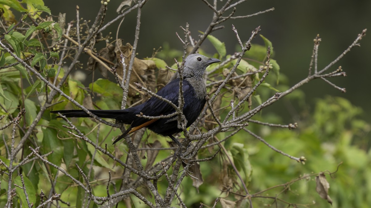 Somali Starling - ML635971469