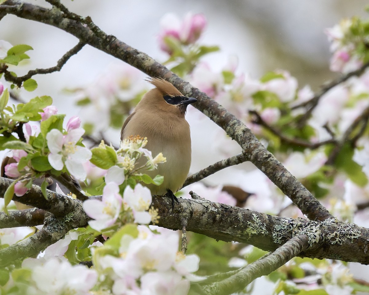 Cedar Waxwing - ML635971474