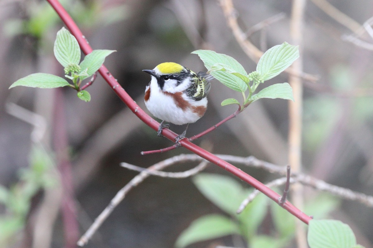 Chestnut-sided Warbler - ML635971475