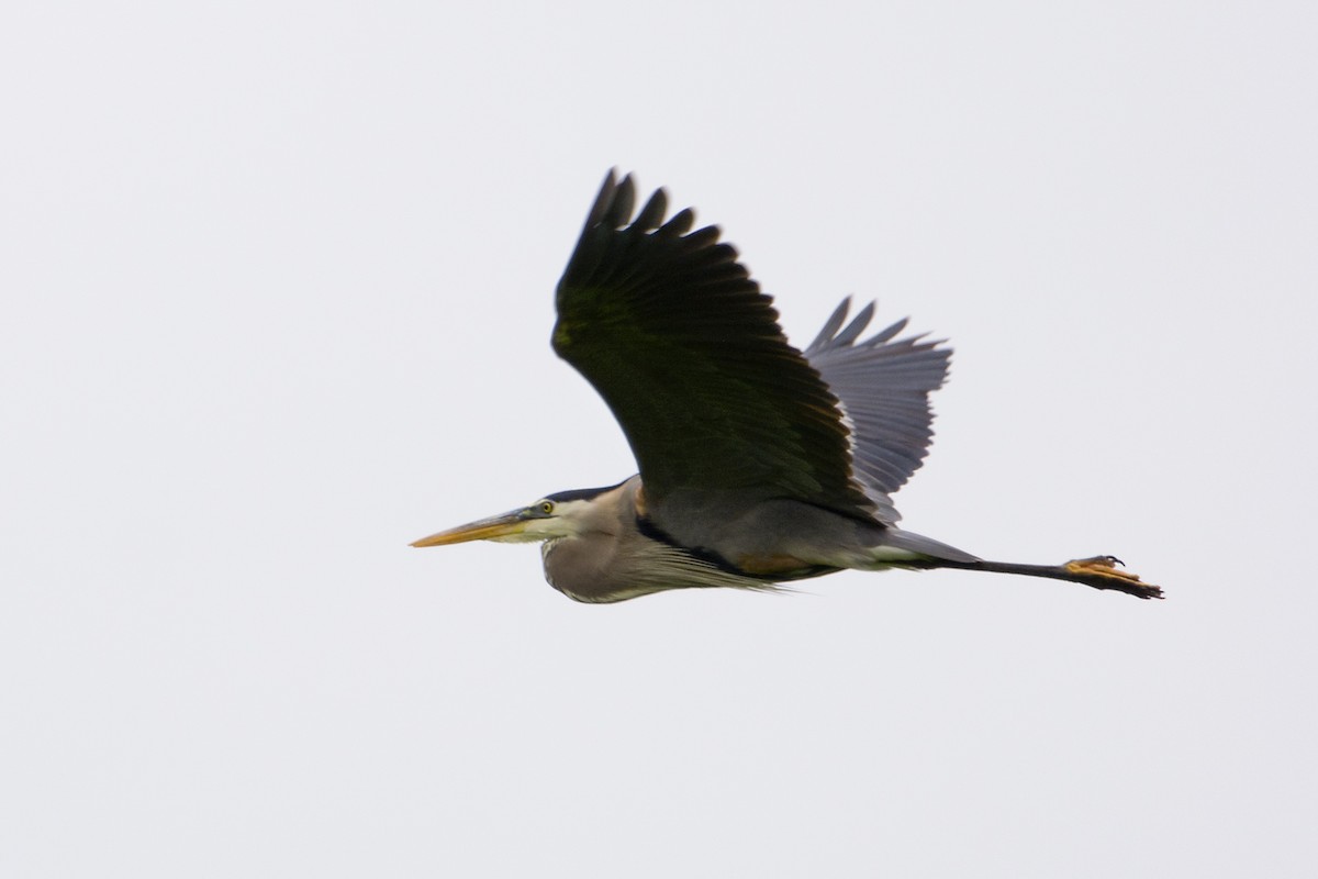 Great Blue Heron - ML635971477