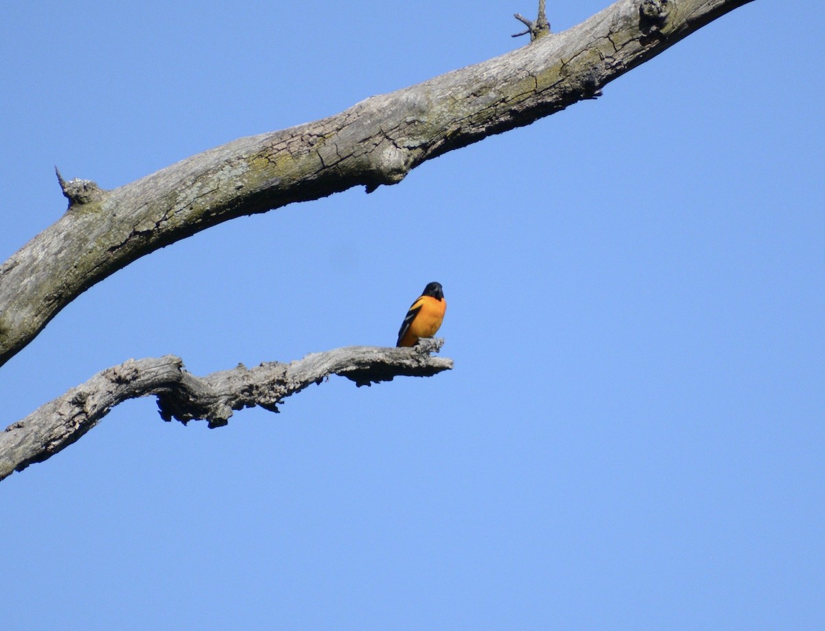 Baltimore Oriole - ML635971478