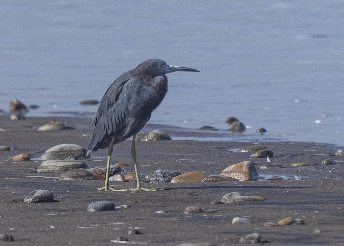 Little Blue Heron - ML635971480