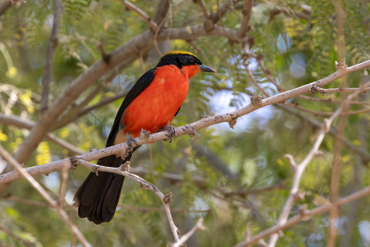 Yellow-crowned Gonolek - ML635971481
