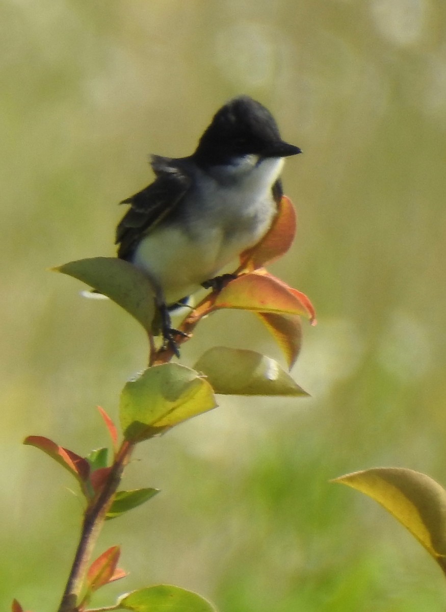 Eastern Kingbird - ML635971482