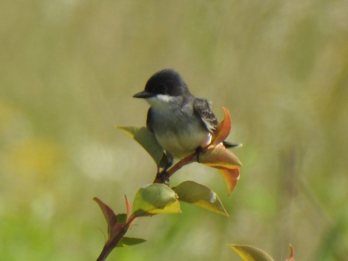 Eastern Kingbird - ML635971483