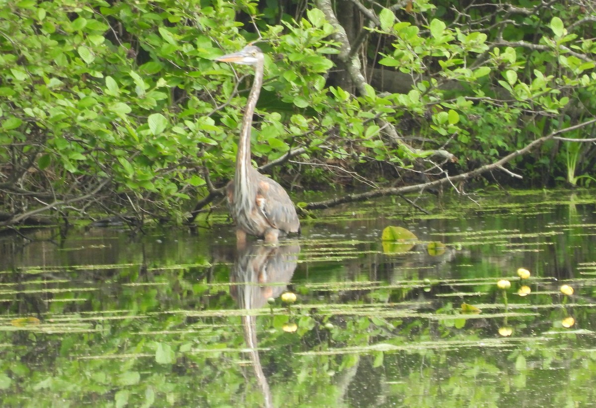 Great Blue Heron - ML635971484