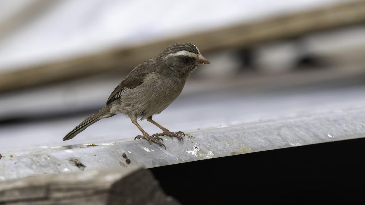 Brown-rumped Seedeater - ML635971487