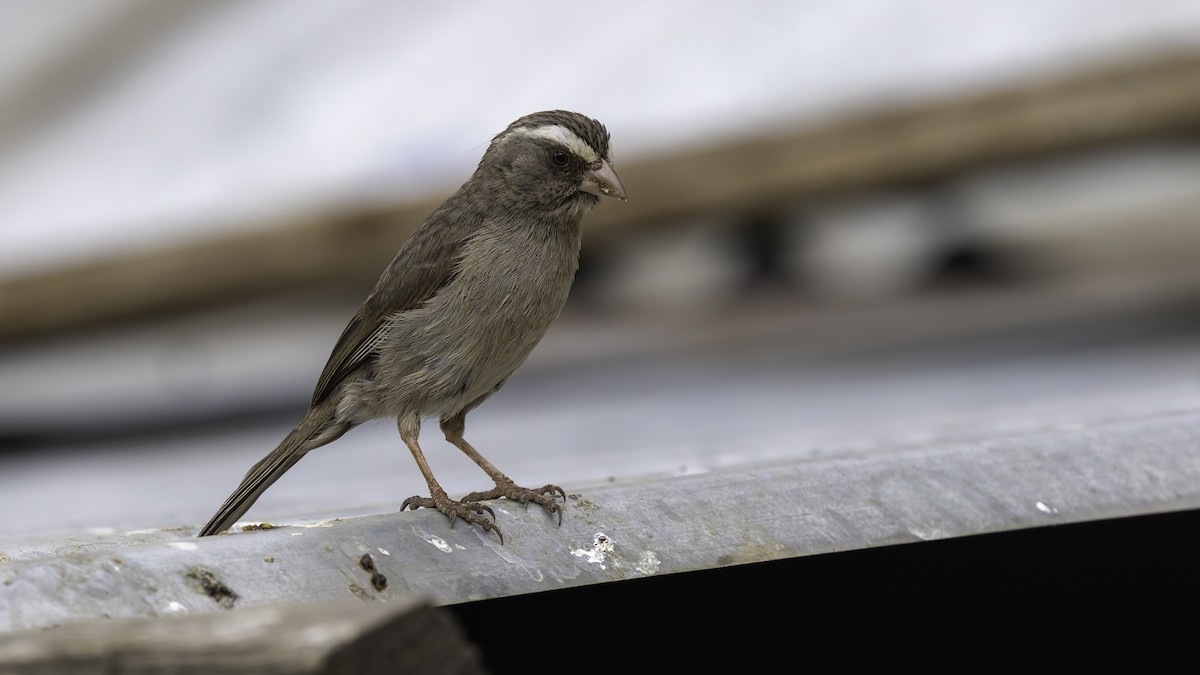 Brown-rumped Seedeater - ML635971488