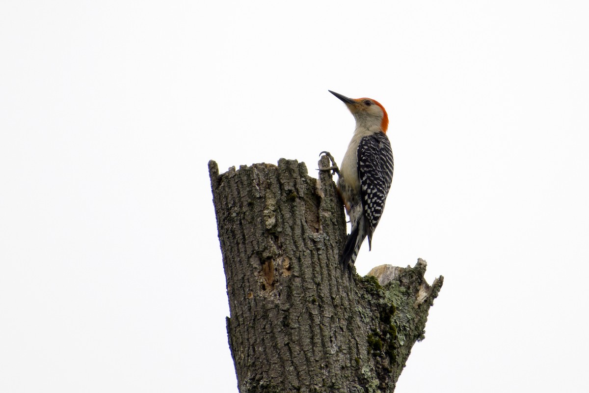 Red-bellied Woodpecker - ML635971492