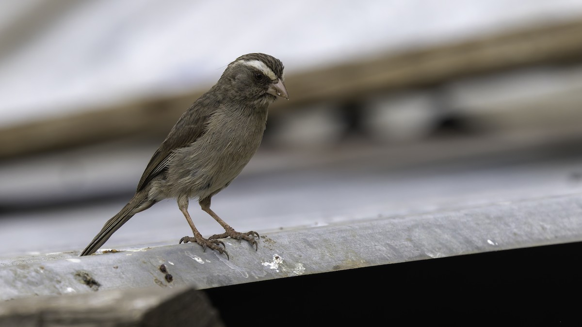 Brown-rumped Seedeater - ML635971493