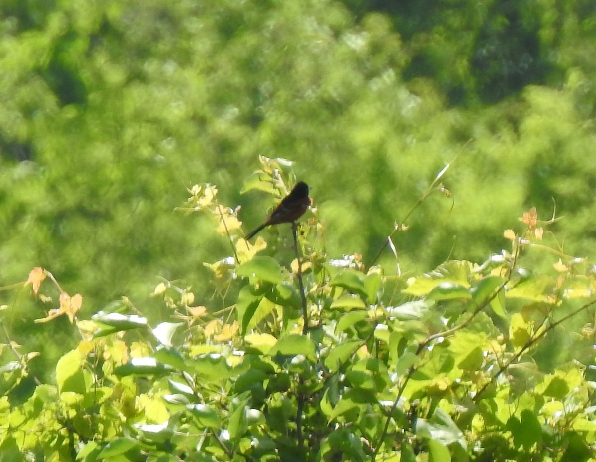 Orchard Oriole - ML635971546
