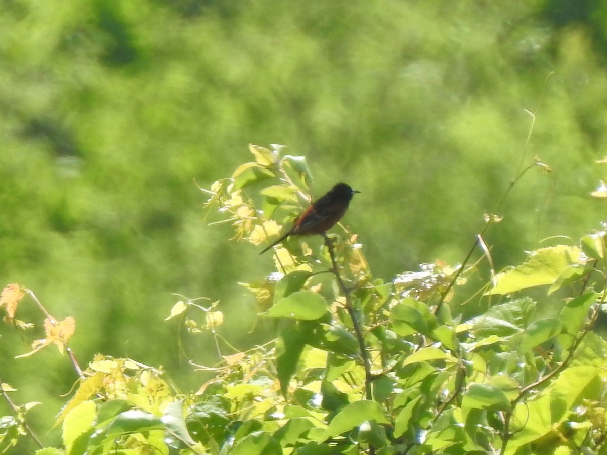 Orchard Oriole - ML635971547