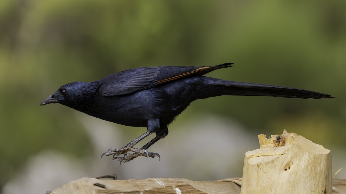 Somali Starling - ML635971649