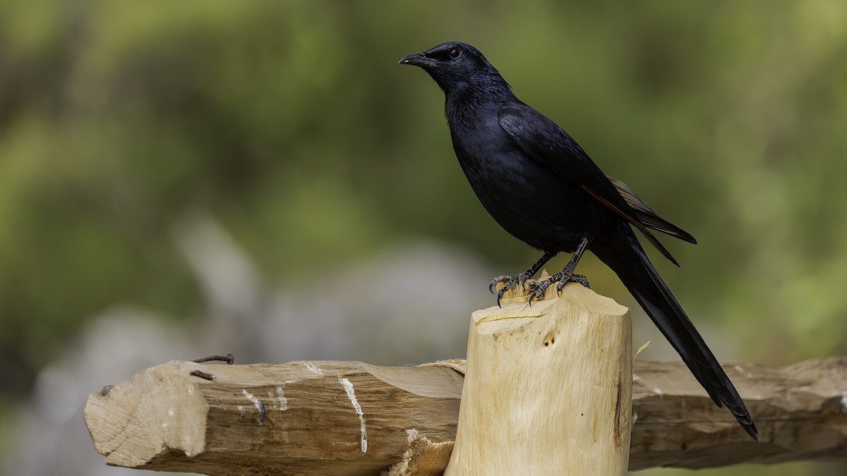 Somali Starling - ML635971650