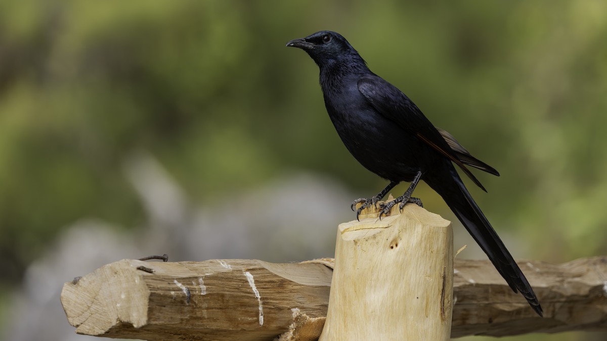 Somali Starling - ML635971651