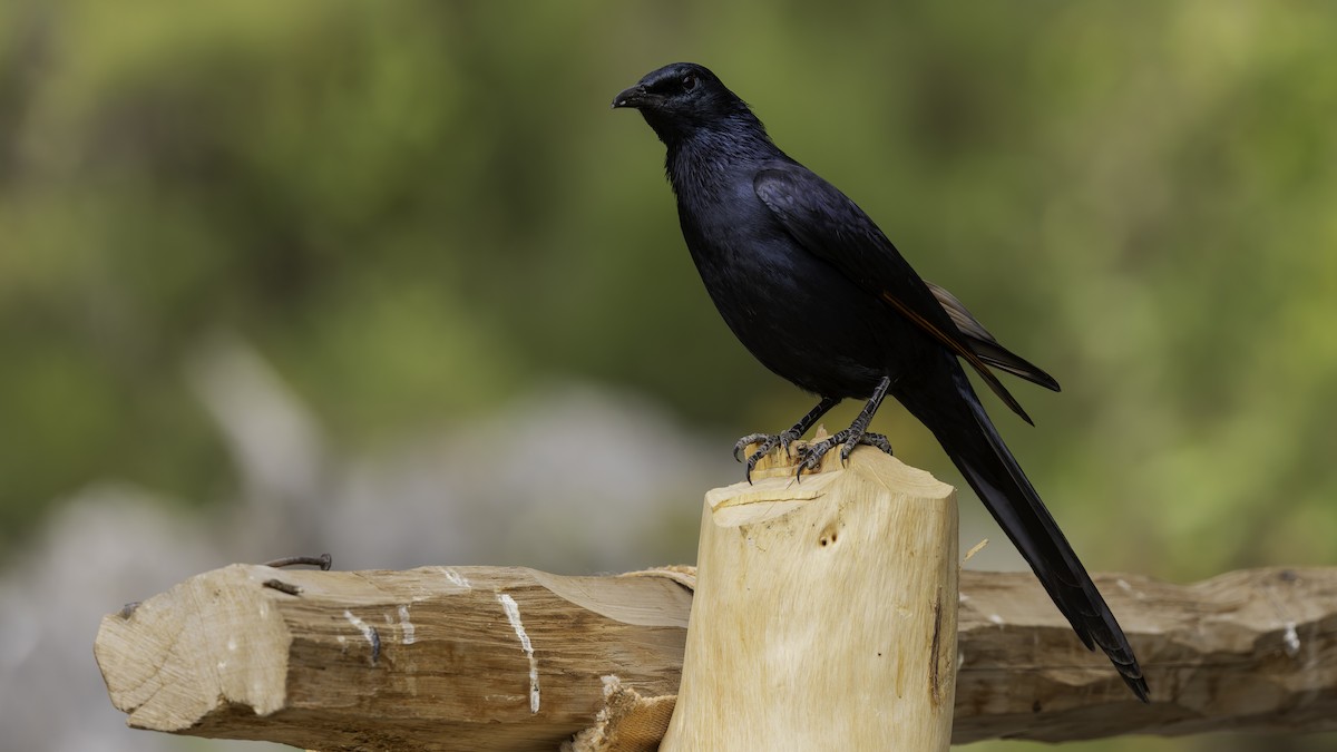 Somali Starling - ML635971654