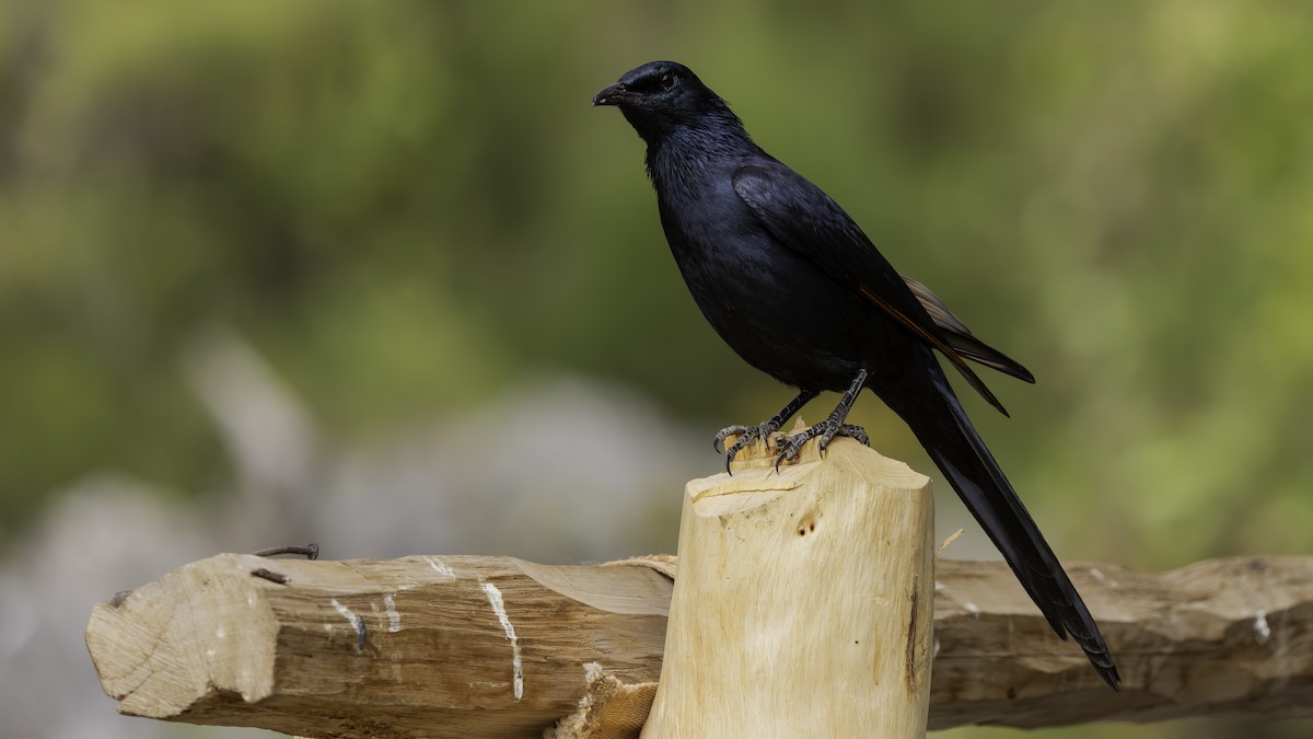 Somali Starling - ML635971656