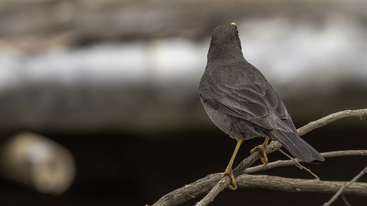 Merle de Somalie - ML635971687