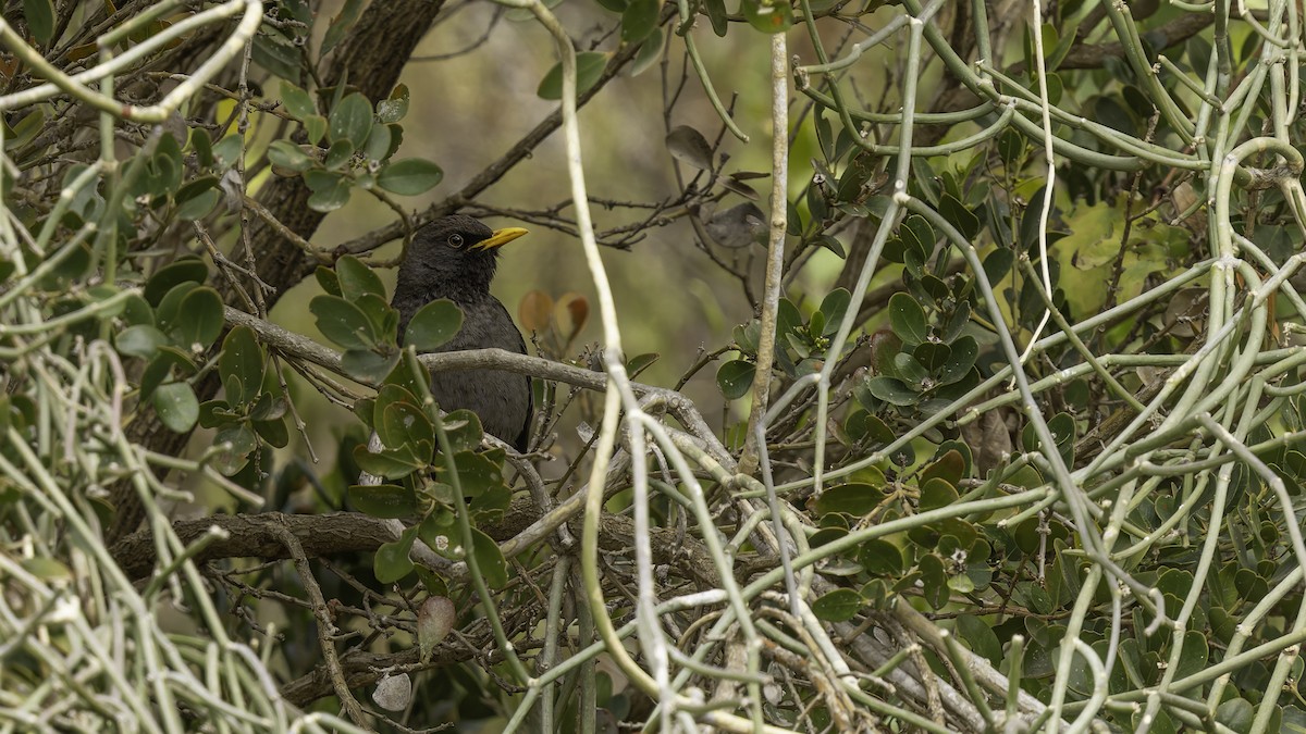 Merle de Somalie - ML635971688