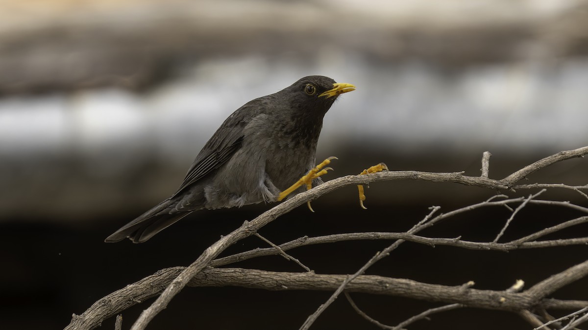 Merle de Somalie - ML635971689