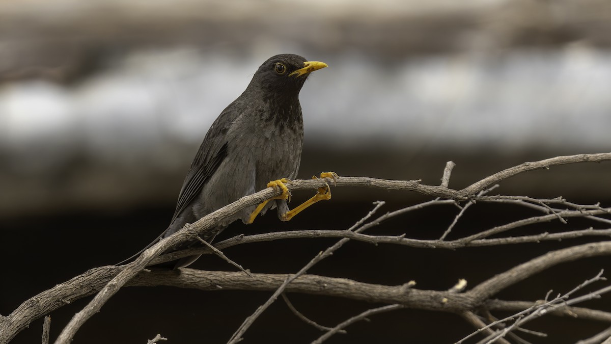 Merle de Somalie - ML635971690