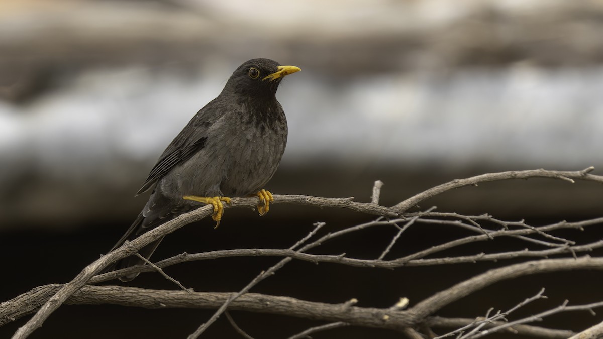 Merle de Somalie - ML635971691