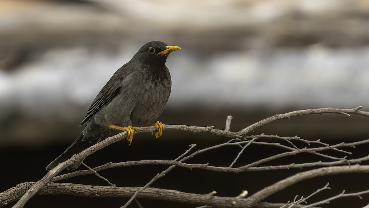 Merle de Somalie - ML635971693