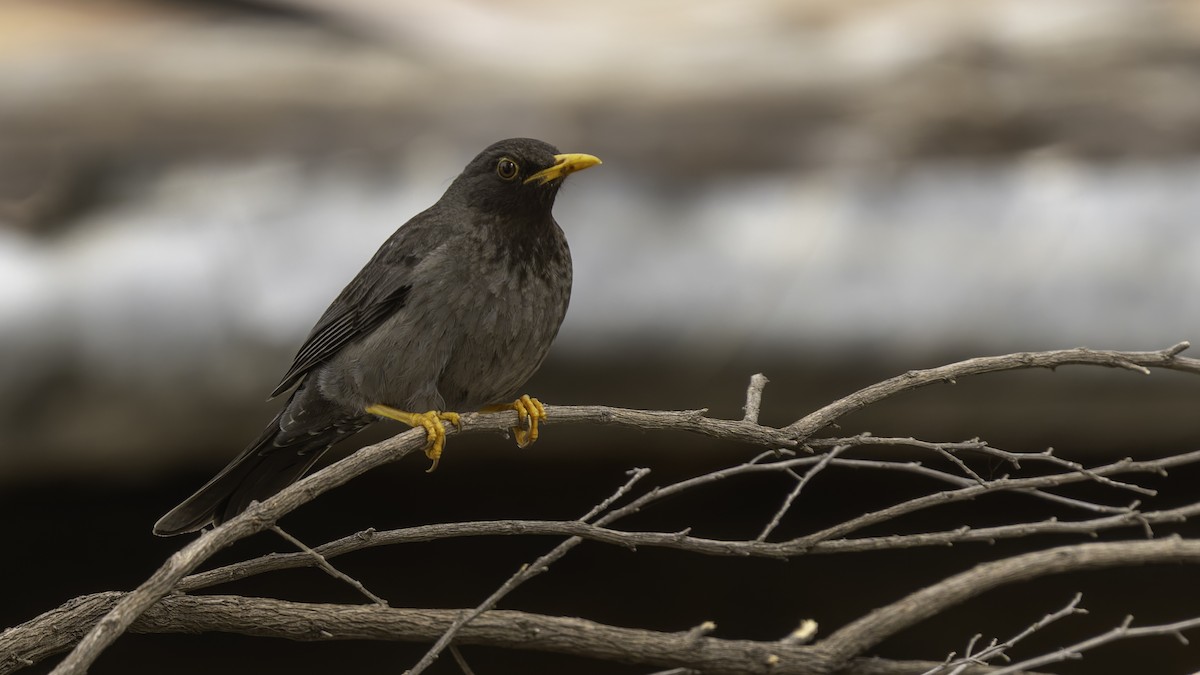 Merle de Somalie - ML635971695