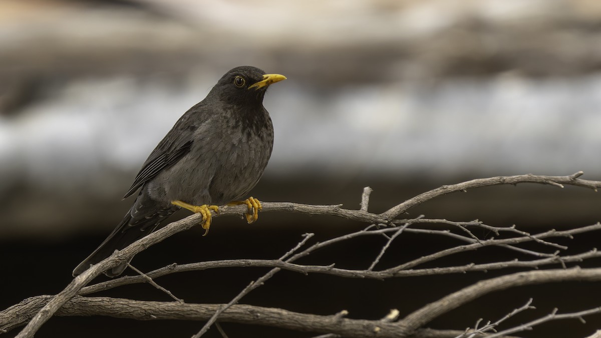 Merle de Somalie - ML635971696