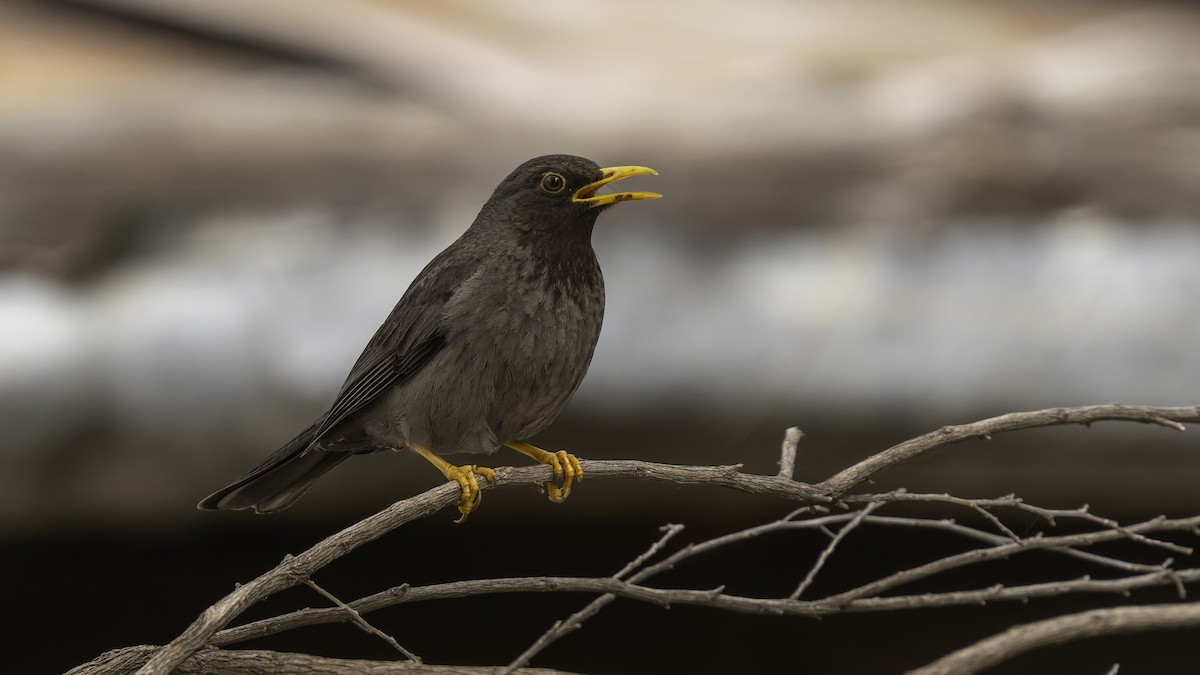 Merle de Somalie - ML635971699